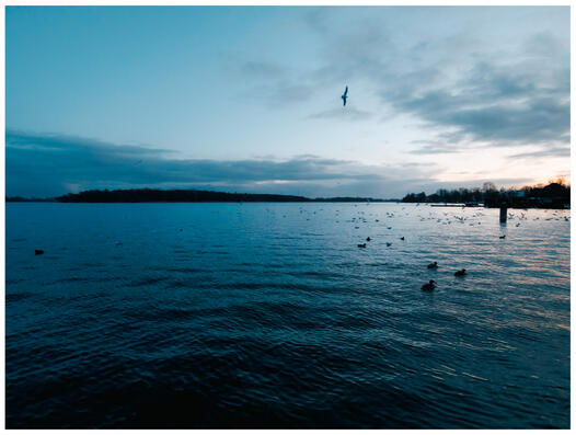 photograph of a lake just after sunset, at the start of blue hour. the lakeshore is silhouetted black in the distance. there are birds on the water and a single seagull in the sky.