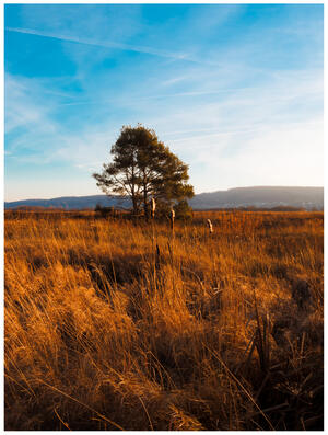 A photograph. A tall conifer stands against a blue winter sky shot through with wispy clouds. Late afternoon sunlight illuminates it and the gentle low mountain range behind it from the right. The foreground is yellowed moor grasses made orange by the sun.