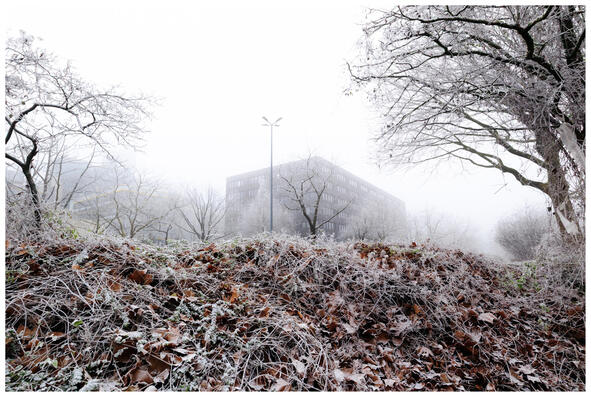 A photograph of a fog-hazy building poking over what looks like a roadside wall of dry leaves. The leaves are frosted over, as are the trees in the middle distance.