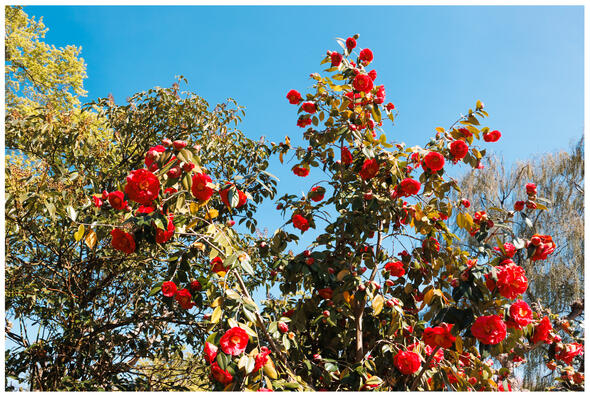 A photograph of bright red blossoms against a blue sky.