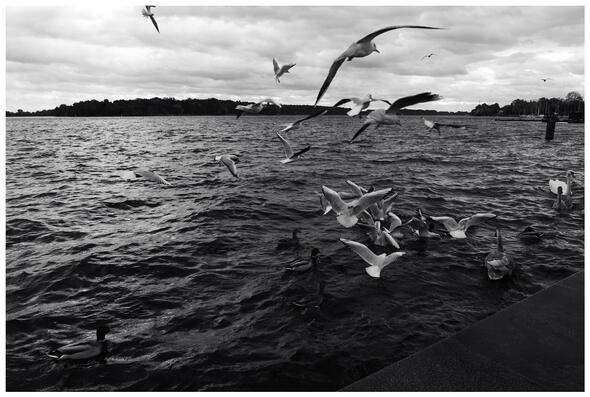 A black-and-white photograph of a swarm of seagulls as well as ducks and swans on a lake. The seagulls are flying wildly.