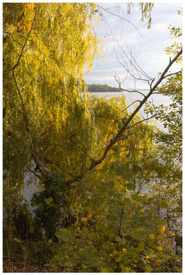 A photograph of a weeping willow hanging over a lake. It's lit by the autumn sun, the leaves yellowing gently.