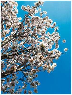 A photograph of strikingly white cherry blossoms against a very blue sky.