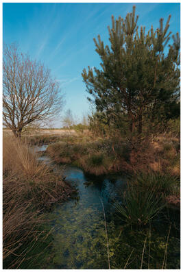A photograph of a bog-pond with trees around it. The pond leads off into the bogland.