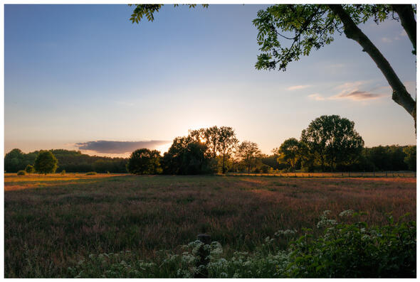 A photograph of a bog meadow at sunset.