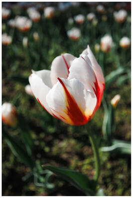 A photograph of a white tulip with red striations.